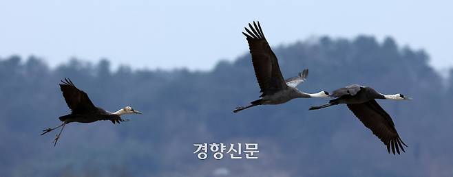 천연기념물 제228호 및 멸종위기 야생생물 2급으로 지정된 흑두루미 가족이 29일 전남 순천만습지 일대에서 힘차게 날갯짓하고 있다.