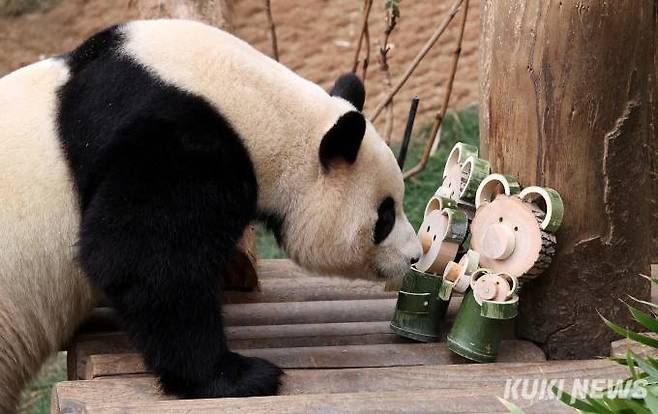 3일 오전 경기 용인시 에버랜드 판다월드에서 다음 달 중국으로 돌아가는 자이언트 판다 '푸바오'의 마지막 모습이 공개되고 있다.