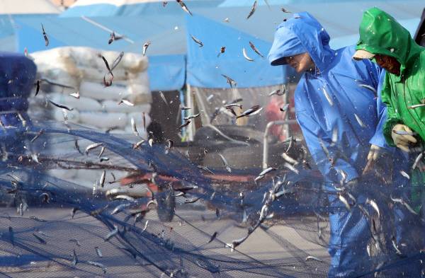 부산 기장군 대변항에서 어부들이 구성진 가락에 맞춰 그물에 걸린 멸치를 털어내고 있다. 연합뉴스
