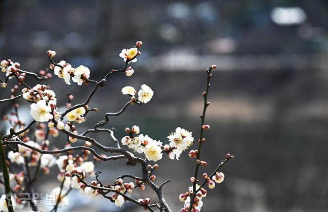 용궐산 자연휴양림에 매화 몇 그루가 화사하게 꽃을 피웠다.