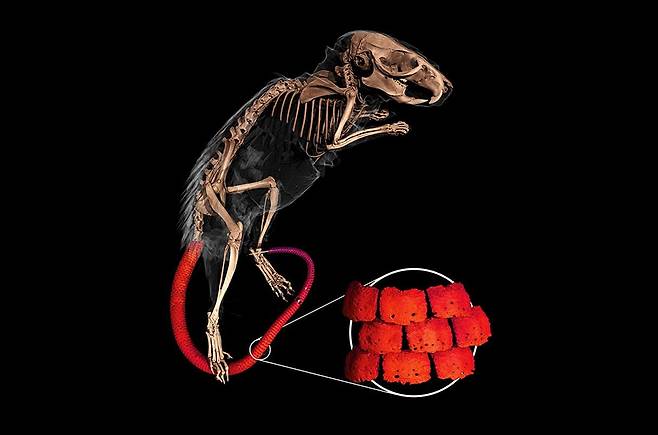 카이로가시쥐(Acomys cahirinus)는 3D 의료 영상에서 꼬리에 아르마딜로의 비늘처럼 얇은 뼈들이 덮여 있는 것으로 나타났다./미국 플로리다 자연사박물관