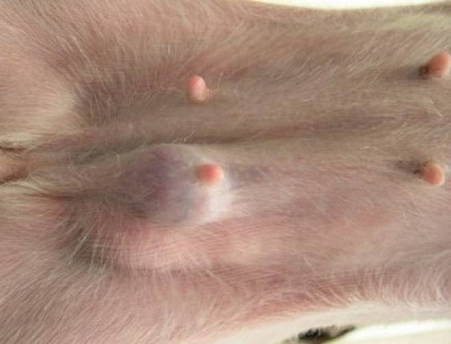 반려동물의 유선 주변에 멍울이 있는지 자주 만져보면 유선종양을 조기에 발견할 수 있다. 사진은 유선종양 초기 모습./사진=한빛종합동물병원