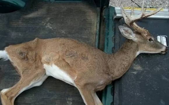 2023년 11월 미국에서 가장 유명한 국립공원 광록병에 걸린 일명 ‘좀비사슴’ 첫 사례가 확인됐다. 사진은 미국에서 광록병에 걸린 사슴 자료사진