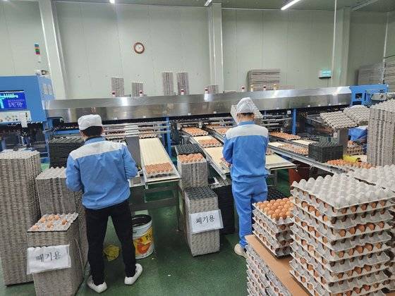 지난 5일 경북 상주시 공성면 무곡리 농업회사법인 명진 양계장에서 나온 계란을 직원들이 검수하고 있다. 김정석 기자