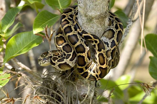 버마비단뱀은 동남아시아 아열대 지방에 서식하는 커다란 뱀이다. 위키미디어 제공