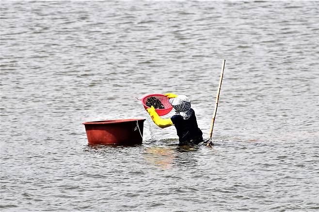 전남 광양시 다압면 원답동에서 거랭이로 재첩을 잡는 모습