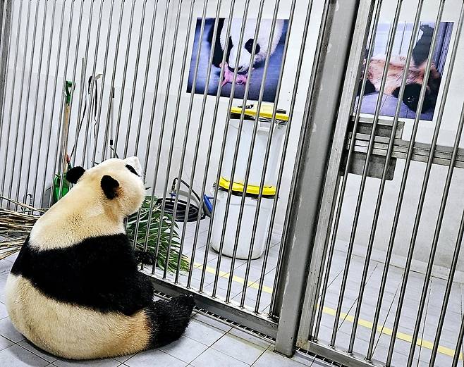 자신의 '아기 판다' 시절 사진이 걸린 곳을 응시하는 푸바오. /사진=주토피아 카페 캡처