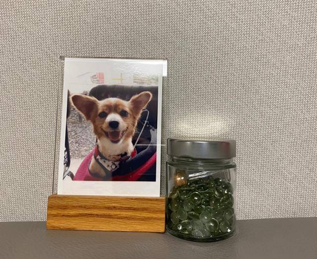 염혜연씨는 반려견 아롱이의 유골을 메모리얼 스톤 형태로 제작한 뒤 집 마루에 보관하고 있다. 염혜연씨 제공