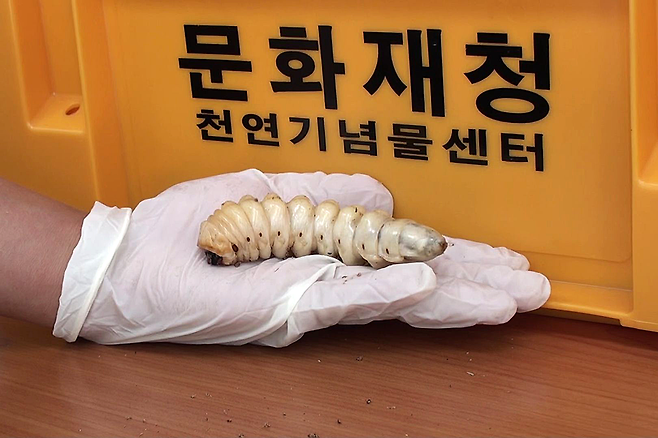2019년 문화재청이 수십 년 만에 춘천에서 발견됐다고 홍보한 장수하늘소 유충