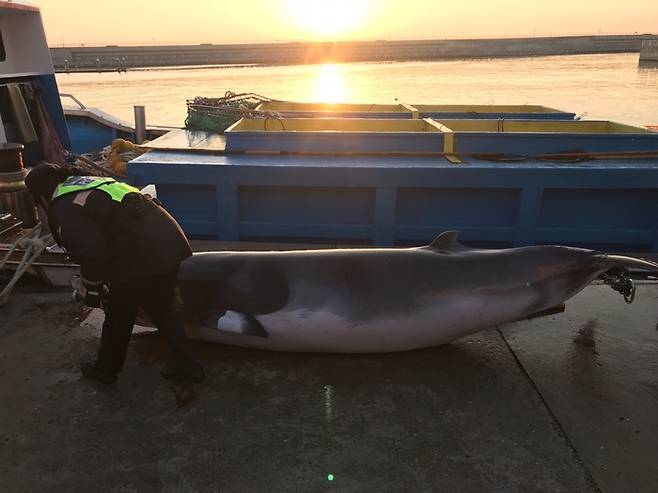 속초해양경찰서 소속 경찰관이 27일 속초시 대포항 인근 해상에서 그물에 걸려 죽은 채 발견된 밍크고래를 살펴보고 있다. 속초해양경찰서 제공