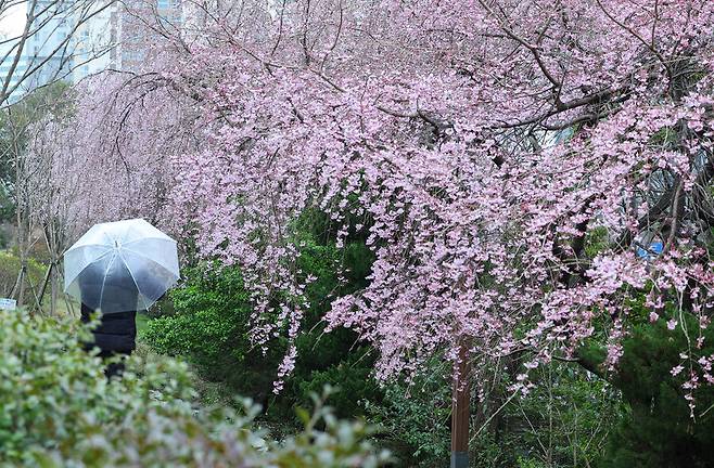 지난 25일 오후 부산 해운대구 한 거리에서 벚꽃 사이로 우산을 쓴 시민들이 지나가고 있다. 부산 지역은 이날 벚꽃이 공식 개화했다. 연합뉴스