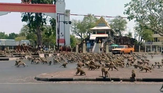 2020년 태국 롭부리주 롭부리시 시내에서 긴꼬리원숭이 수백 마리가 영역 다툼을 벌이고 있다. 유튜브 캡처