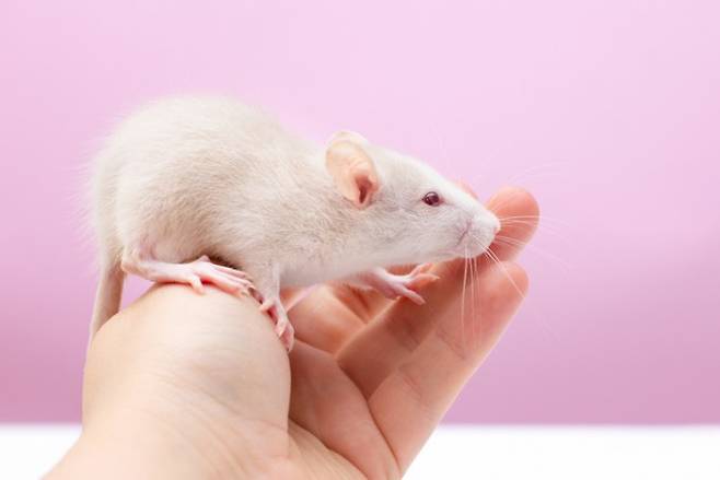 과학자들이 나이 든 쥐의 면역체계를 젊은 시절에 가까운 상태로 되돌리는 실험에 성공했다. 실험용 쥐. 게티이미지뱅크