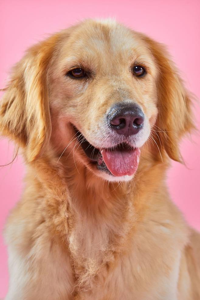 개를 훈련하면 냄새로 외상후스트레스장애(PTSD)에 걸린 환자를 골라낼 수 있다는 연구결과가 나왔다. 게티이미지뱅크 제공