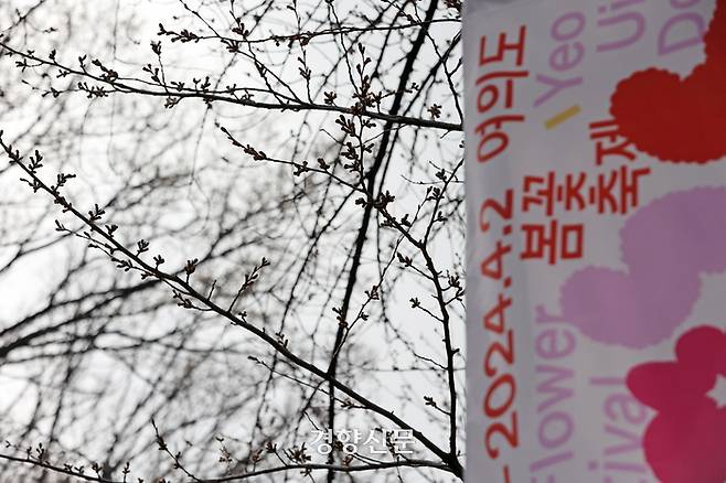 영등포 여의도 봄꽃축제가 개막한 서울 영등포구 여의서로에 설치된 축제 홍보물 뒤로 개화하지 않은 벚나무가 보인다.