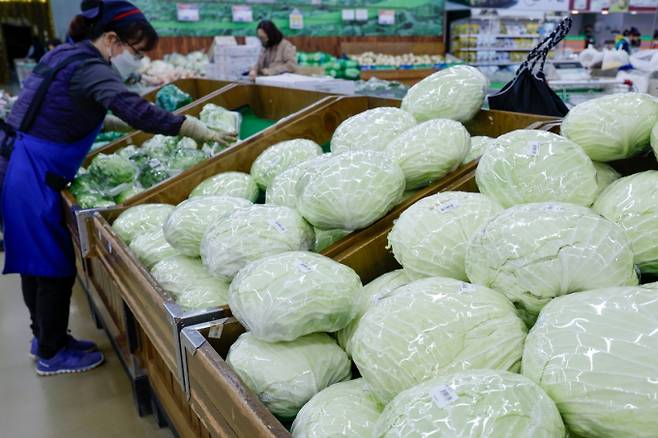 29일 한국농수산식품유통공사에 따르면 이날 양배추 소매 가격이 지난해 대비 193.3% 급등했다. /사진=뉴스1