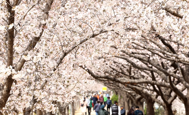 29일 대구 동구 금호강변 둔치에서 시민들이 벚꽃길을 산책하고 있다. 뉴시스