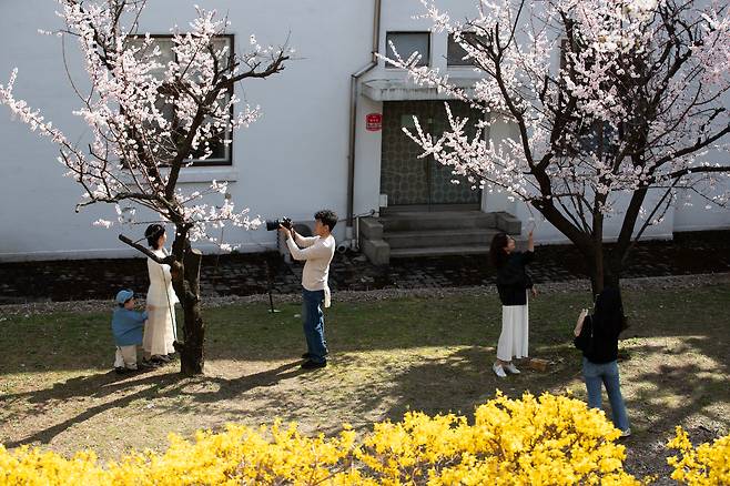 31일 오후 서울 종로구 정독도서관에 일부 봄꽃이 만개한 가운데 시민들이 사진촬영을 즐기고 있다. /박상훈 기자