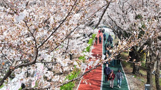 지난달 29일 부산 사상구 삼락생태공원 둑방길을 찾은 시민들이 만개한 벚꽃 터널을 지나며 산책하고 있다. 송봉근 기자