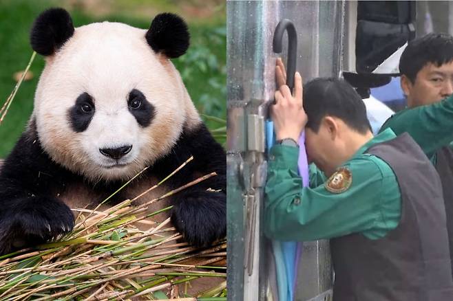 푸바오, 영원히 기억할게 너와의 1354일 /사진=연합뉴스