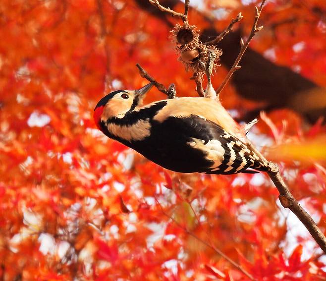 지난해 11월 서울숲 단풍 사이에서 나무를 쪼고 있는 오색딱따구리. 이명자 제공