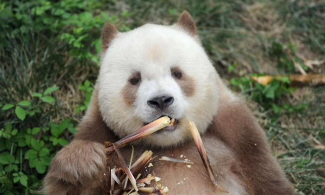 중국에 사는 갈색 자이언트 판다 치자이. CCTV 페이스북 제공