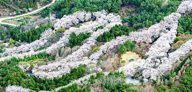 전남 화순군 사평면 사평리. 굽이굽이 벚꽃길이 봉정산을 휘감고 있다./2024.4.6. 김영근 기자