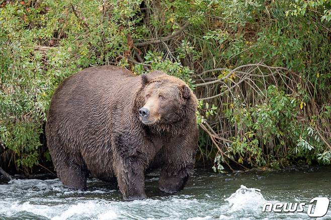 6일(현지시간) 캐나다 앨버타의 밴프국립공원에서 악명 높은 회색곰 '더 보스'(The Boss)가 동면에서 깨어나 당국이 주의하라고 당부했다. 사진은 회색곰의 모습. ⓒ 로이터=뉴스1 ⓒ News1 박재하 기자