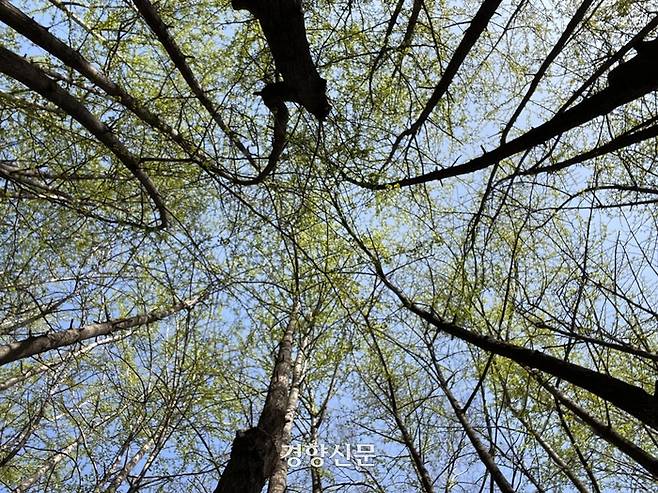 서울숲 은행나무. 김창길기자