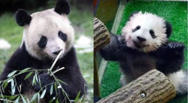 푸바오 '예비신랑'으로 유력하게 거론되는 중국 판다 위안멍. 커뮤니티 캡처