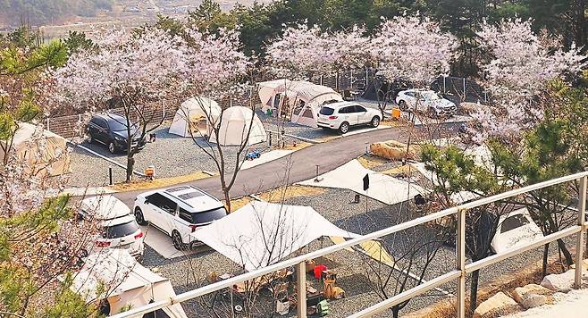 벚꽃 캠핑으로 유명한 청도 브리즈힐 캠핑장에는 "벗꽂 아래에서 캠핑이 가능하느냐"는 문의만 100건 이상이었다. /청도 브리즈힐 캠핑장