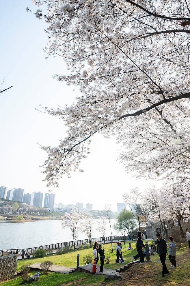 GTX-A 수서~동탄 구간이 우선 개통하며 피크닉 명소로 주목받는 '동탄호수공원'. 벚꽃이 한창이던 지난 5일 나들이객들이 호숫가에 앉아 피크닉을 즐기고 있다. / 임화승 영상미디어 기자