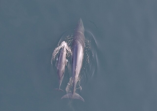 2일 울릉도 해안에서 어미 밍크고래와 새끼 밍크고래가 함께 헤엄치는 모습이 포착됐다. 국립수산과학원 고래연구소 제공