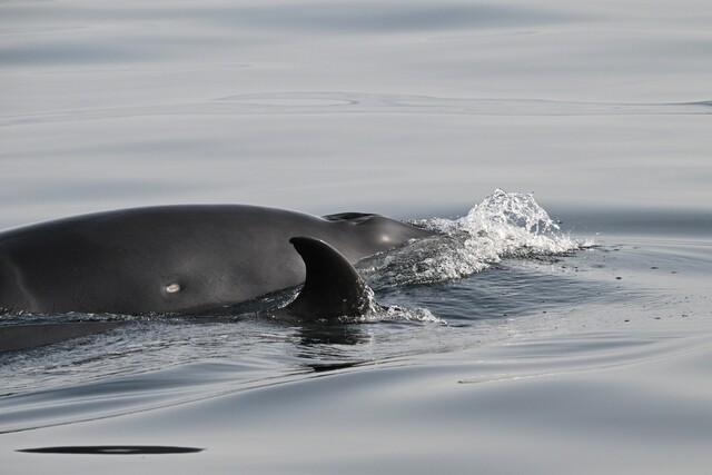2일 울릉도 해안에서 어미 밍크고래와 새끼 밍크고래가 함께 헤엄치는 모습이 포착됐다. 사진은 어미 밍크고래가 상어에 물린 상처. 국립수산과학원 고래연구소 제공