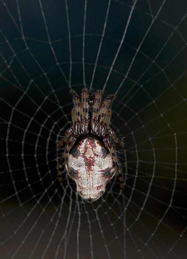 교미 후 암컷의 생식기를 절단하는 거미 사이클로사 아르젠테알바. [사진출처=이케다 마사키]
