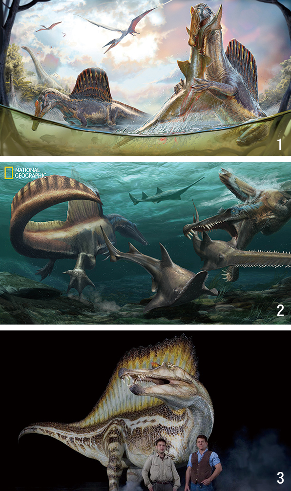 1 9500만 년 전 아프리카 북부 해안에서 등에 돛 모양 구조가 있는 육식 공룡인 스피노사우루스 한 쌍이 강에 서서 물고기를 물어 올리는 모습의 상상도. 하늘에는 익룡이 날고 있다. 사진 미 시카고대 2 9500만 년 전 스피노사우루스 두 마리가 아프리카의 강물 속에서 헤엄치며 공룡시대의 톱상어인 온코프리스티스를 사냥하는 모습의 상상도. 사진 내셔널지오그래픽·미 디트로이트 머시대 3 2014년 ‘사이언스’에 아프리카에서 발굴한 스피노사우루스 화석을 발표한 폴 세레노(오른쪽) 교수와 니자르 이브라힘 박사. 뒤로 등에 거대한 돛 모양 구조가 있는 스피노사우루스 상상도가 보인다. 두 사람은 이후 스피노사우루스가 물속에서 사냥했는지, 물가에서 물고기를 집어올렸는지를 두고 의견이 갈렸다. 사진 미 시카고대