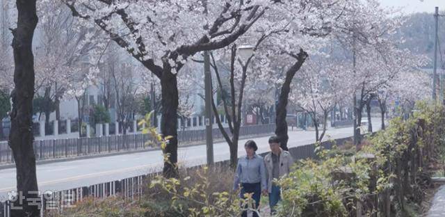 승묵이와 추억이 있는 벚꽃길을 걷는 인숙·병길 부부. 이제는 아들과 함께 올 수 없는 곳이 됐다. 한국일보