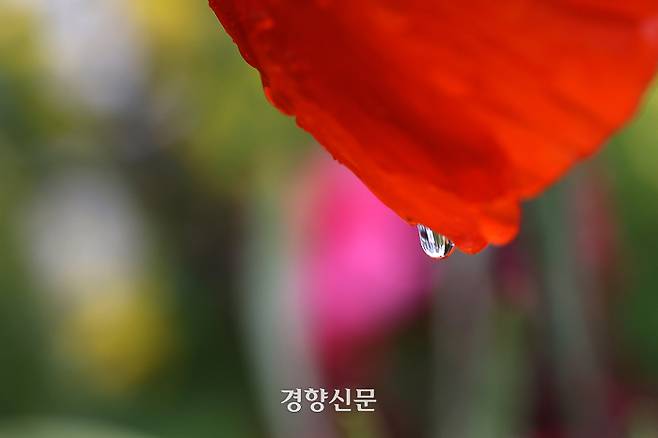 서울광장 인근 화단에 식재된 꽃잎에 빗방울이 맺혀 있다.