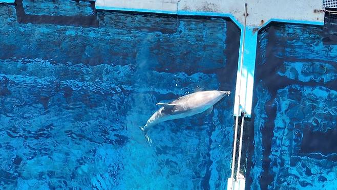 지난달 15일 거제씨월드에서 촬영된 큰돌고래의 모습. 핫핑크돌핀스 제공