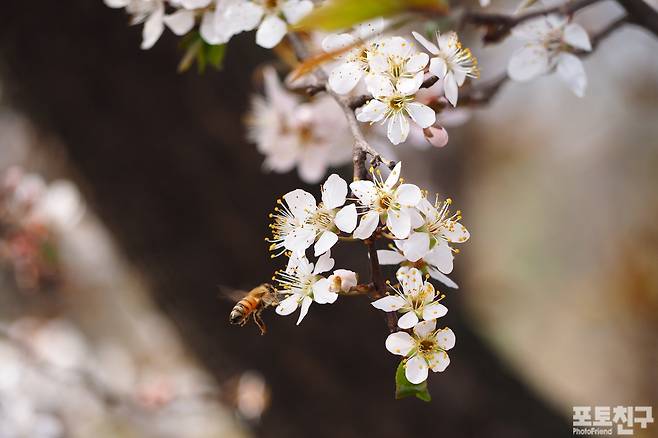 자두꽃과 꿀벌