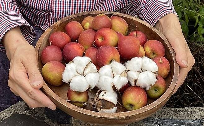 한 도시 농부가 경남 창원 소재 텃밭에서 수확한 미니사과와 목화. [사진 = 연합뉴스]