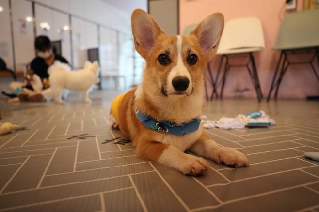 손해보험업계에 따르면 작년 말 펫보험 계약 건수 합계는 10만9088건으로 전년(7만1896건)과 비교해 52% 증가했다. ⓒ연합뉴스