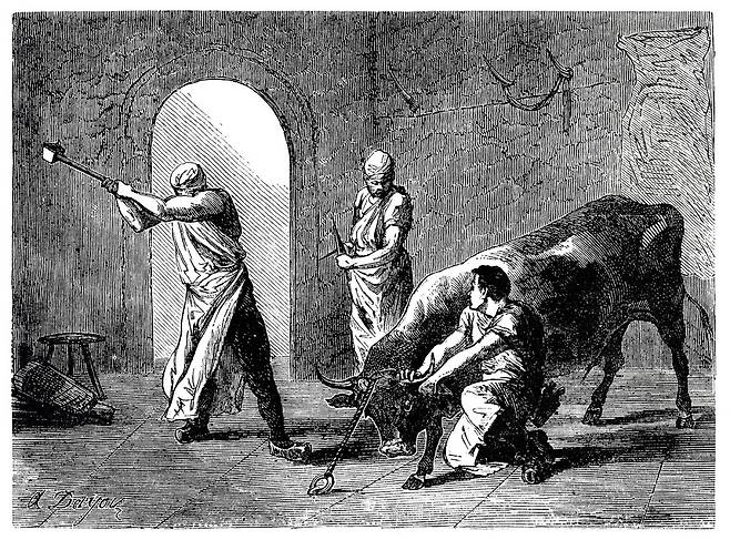 도축장 직원들이 소를 도살하는 모습을 담은 1861년작 판화. 게티이미지뱅크