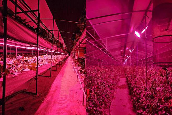 딸기 농가(좌), 토마토 농가에 구축한 LED 보조광 / 출처=팜비오스
