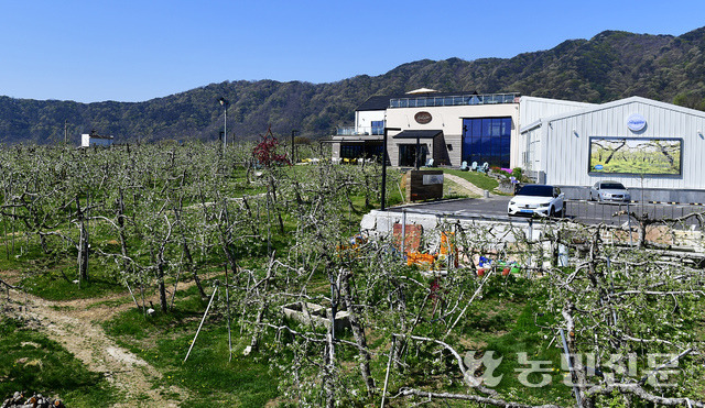 해플스팜사이더리의 봄. 주변 340그루의 사과나무에서 꽃이 흐드러지게 핀다. 해플스팜사이더리