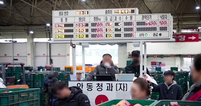 3월 26일 경북 안동시 안동 농수산물도매시장에서 사과 경매가 진행되고 있다. [박해윤 기자]
