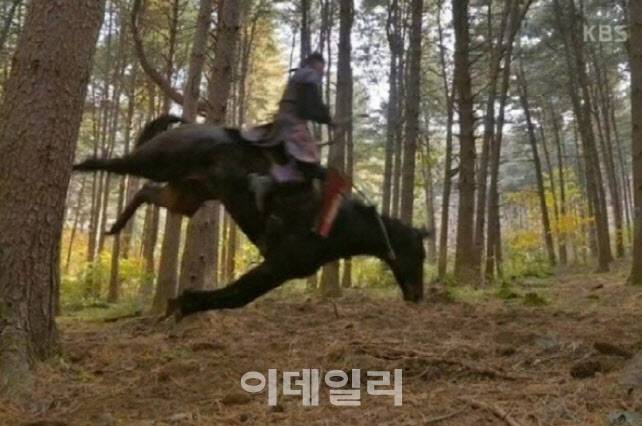 퇴역 경주마 ‘까미’가 드라마 ‘태종 이방원’의 낙마 장면 촬영을 위해 낙마하는 모습. 까미는 이 장명 촬영 후 며칠을 고통스러워 하다 사망했다.