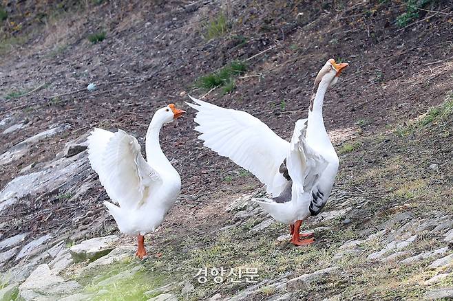 19일 건국대 교정 일감호 근처에서 건구스 한 쌍이 날개를 펼치며 홰를 치고 있다. 2024.4.19. 정지윤 선임기자