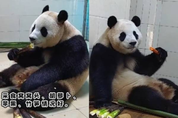 중국으로 반환된 자이언트 판다 '푸바오'가 중국 내 새로운 환경에서 적응을 잘 하는 모습이 추가로 공개됐다. /사진=중국판다보호연구센처 웨이보 캡처