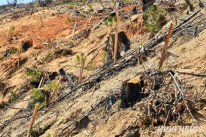 경북 울진군 북면의 한 야산에 불에타 베어낸 소나무 사이로 소나무 묘목이 심겨져 있다.